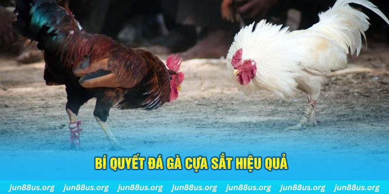 kubet 3993 đá gà cựa dao