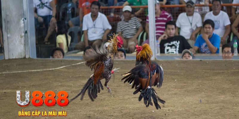 kubet 3993 đăng nhập mậu binh online