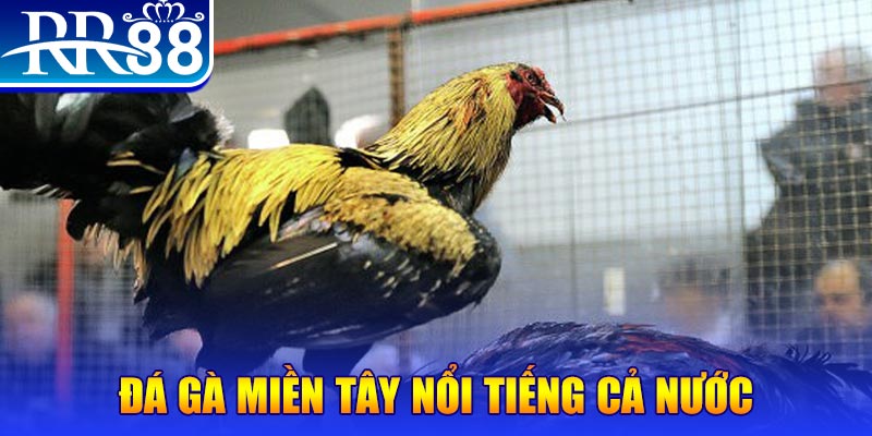 kubet 3993 gà chọi c1.com trực tiếp 888