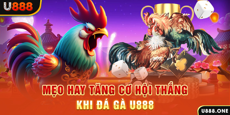 kubet 3993 trực tiếp gà chọi c1